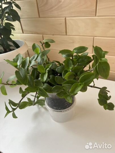 Комнатные растения