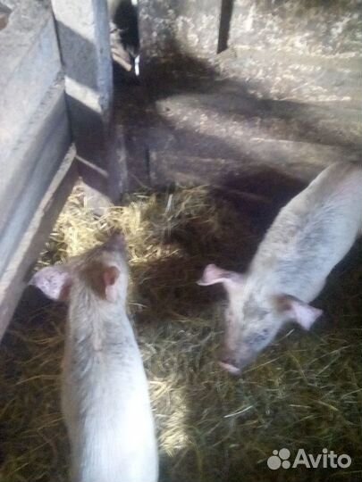 Поросята