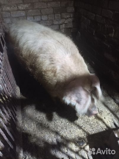 Домашние животные