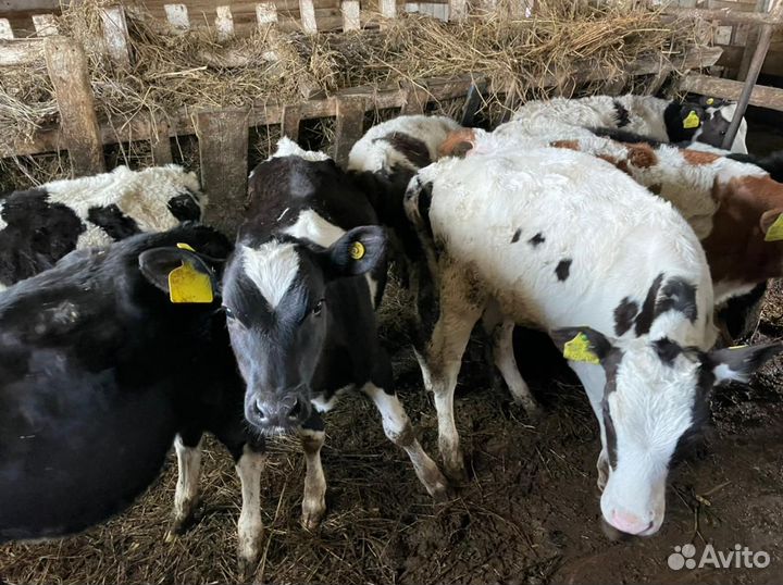 Крс, бычки, телки