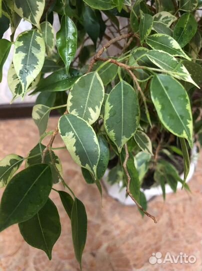 Фикус Бенджамина