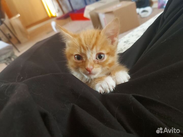 Котёнок в дар бесплатно