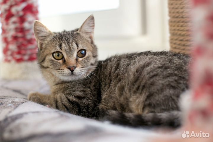 Котенок Мила