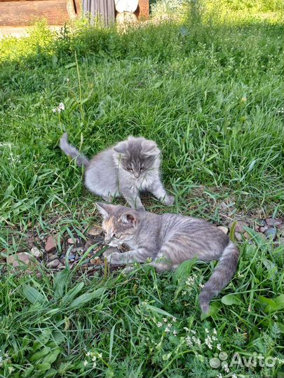 Кошки в добрые руки бесплатно