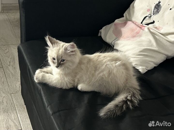 Котенок невский маскарадный