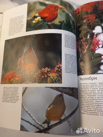 Животный мир островов. М. Стейнманн