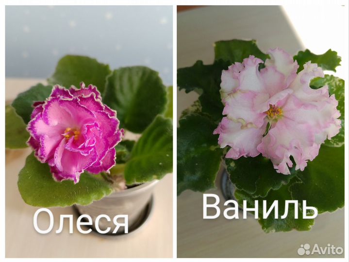 Детки сортовых фиалок