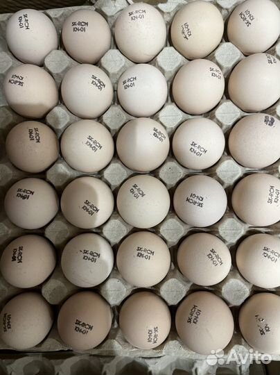 Цыплята бройлеры кобб 500 и др. импорт