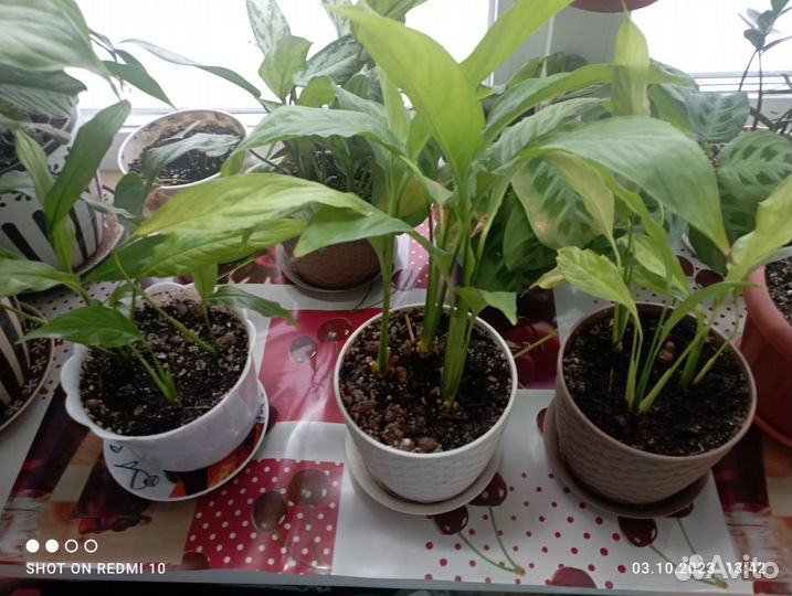 Спатифиллум