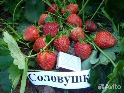 Клубника Соловушка Симфония
