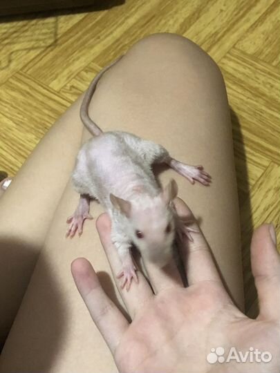 Крыса Дамбо