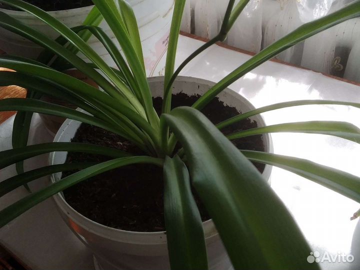 Хлорофитум