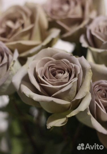 Роза Коко локо, Амнезия, Мокароза