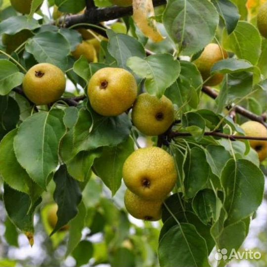 Саженцы декоративных растений