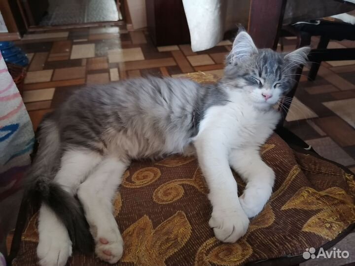 Котята мейн-кун метисы