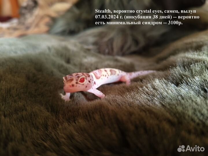 Эублефары сезон 2024