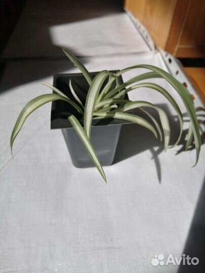 Хлорофитум кудрявый