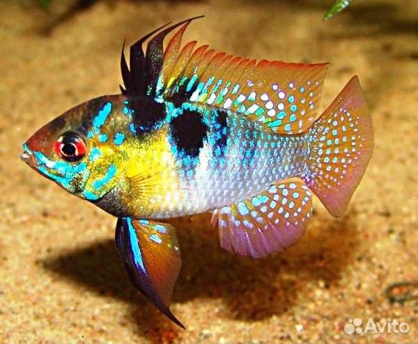 Апистограмма (ассортимент)