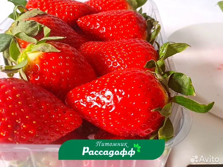 Рассада клубники. Опт от 64 шт