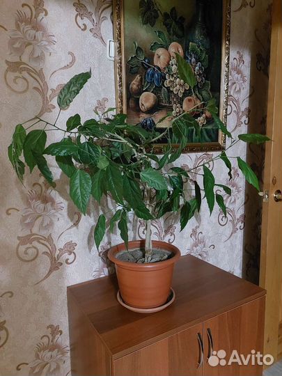Китайская роза