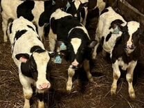 Требуется техслужащая объявление. Требуется уборщица подработка. Подработка йошкар ола вк. Авито работа йошкар ола техслужащей. Авито работа йошкар ола техслужащей.