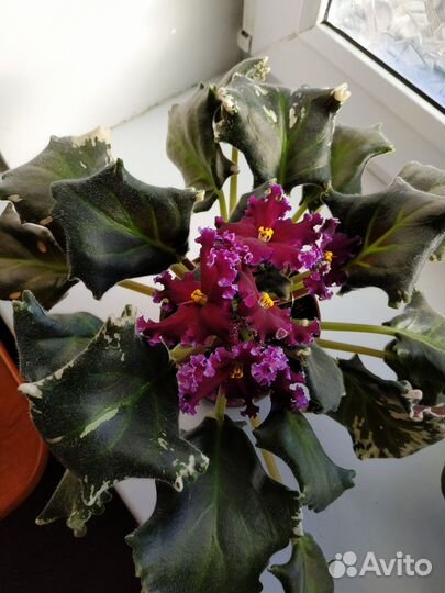 Детки сортовых фиалок