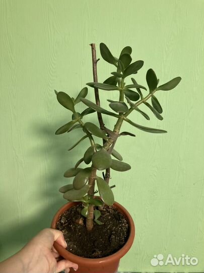 Денежное дерево