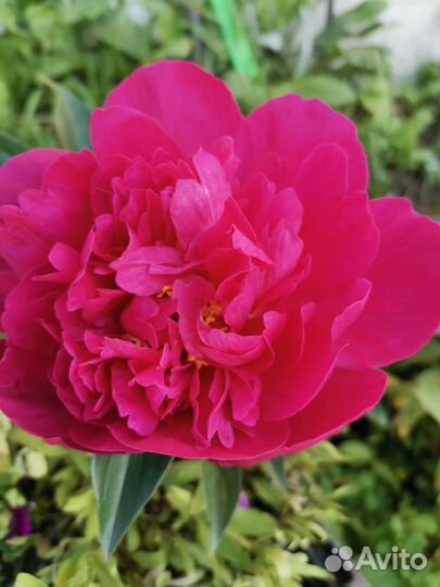 Сортовые пионы