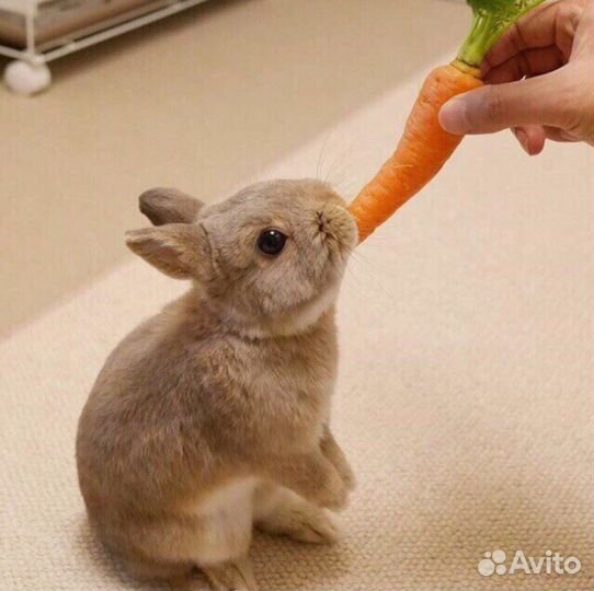Карликовые кролики всех пород