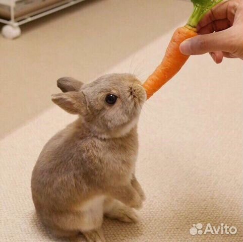 Карликовые кролики всех пород