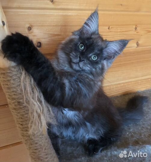 Котята мейн кун