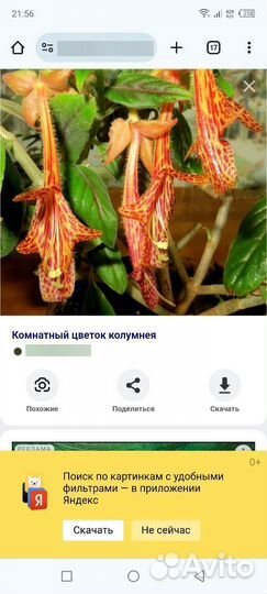 Комнатные цветы