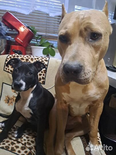 Отдам щенка