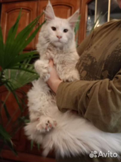 Котята мейн-кун