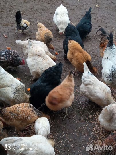 Куры молодки