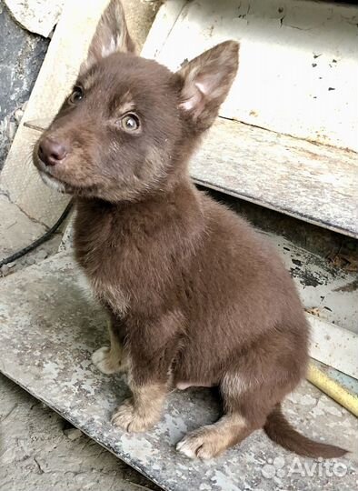 Щенок в добрые руки