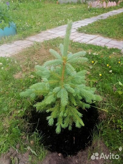 Саженцы ель голубая