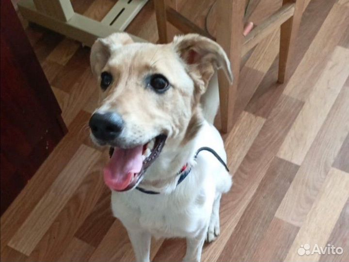 Милаха ищет дом. 6 мес. Стерилизована