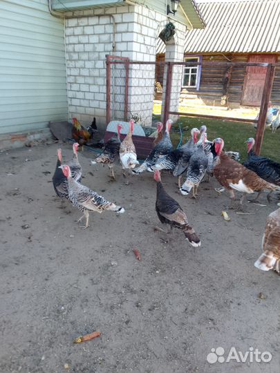 Домашние индейки