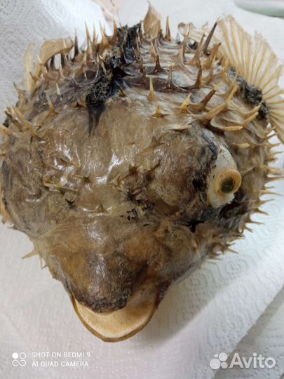 Чучело рыбы ёж Фугу большая и малая