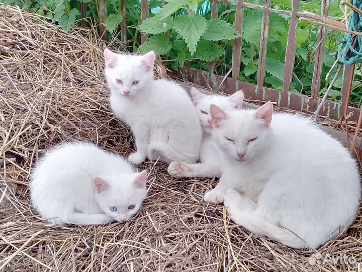 Котята