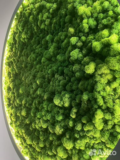 Мох с подсветкой. Панно круглое