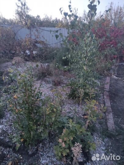 Саженцы дуба, березы, каштана