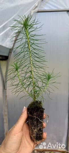 Сеянцы сосны зкс от производителя