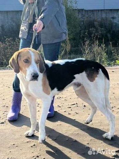 Шикарный гончий пес ищет дом в добрые руки