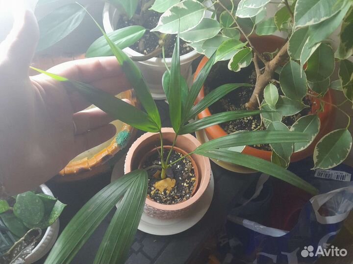 Пальма фикус драцена