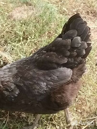 Курица и цыплята