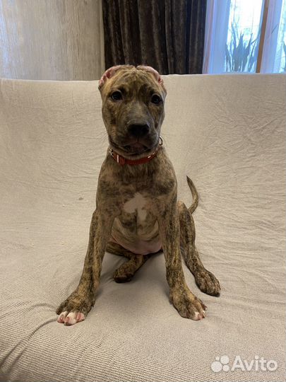 Супер щенок питбуля