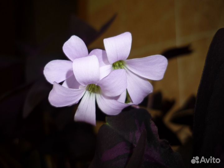 Кислица оксалис