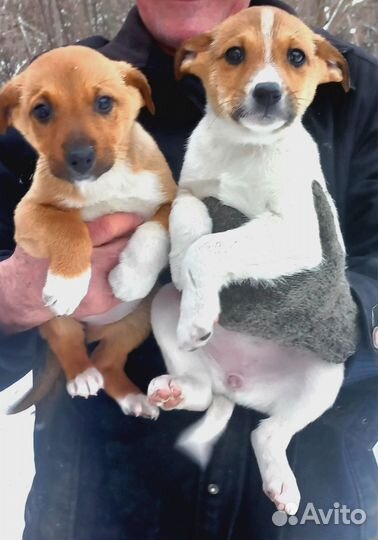 Ищут дом щенки 7 мальчиков